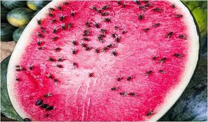 uploads/images/pest/melon fruit fly.jpg